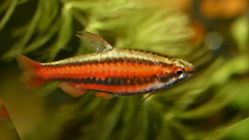 Red Pencilfish
