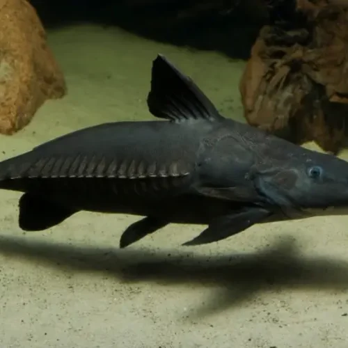 Ripsaw catfish