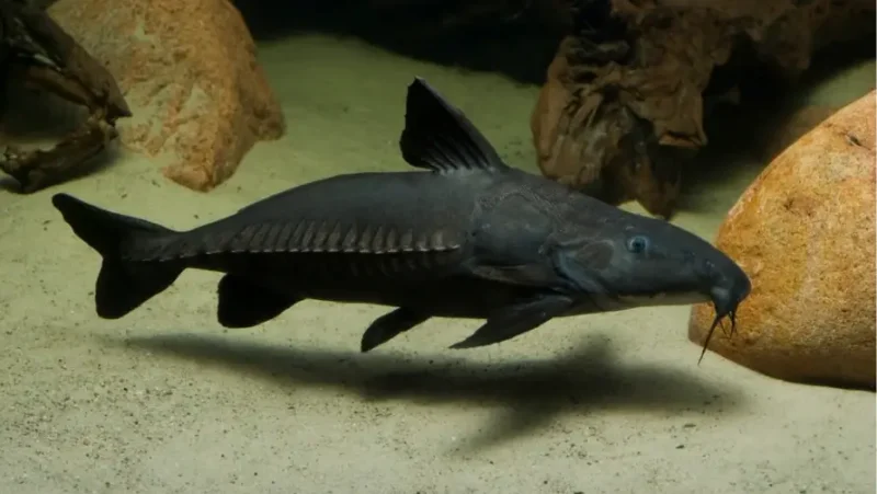 Ripsaw catfish