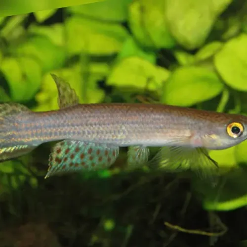 Rivulus Hellneri