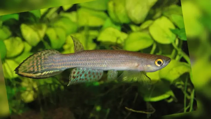 Rivulus Hellneri