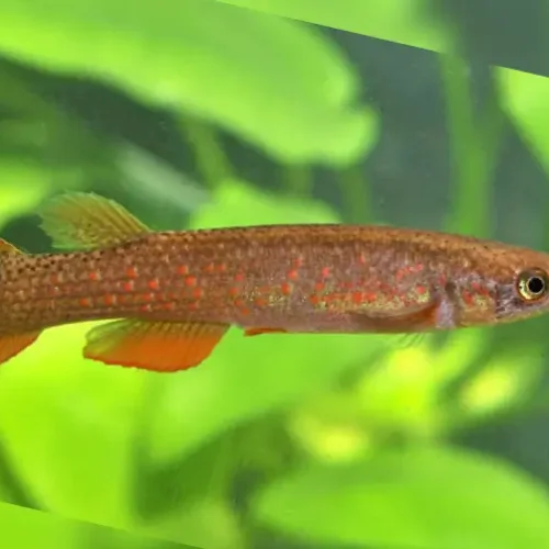 Rivulus Rectocaudatus