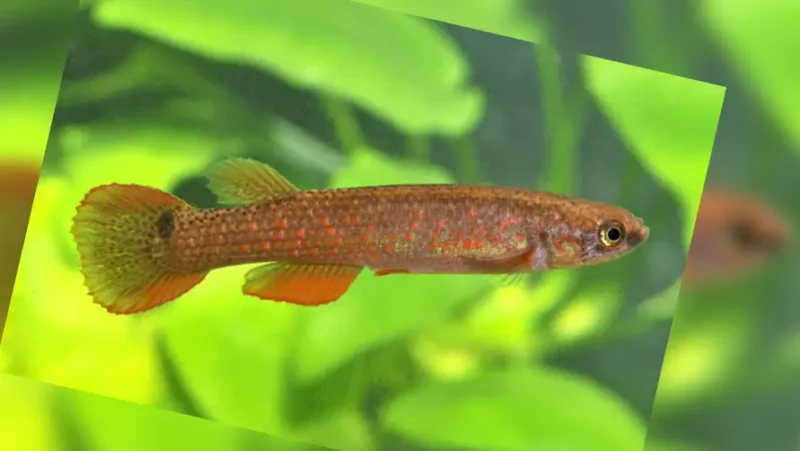 Rivulus Rectocaudatus