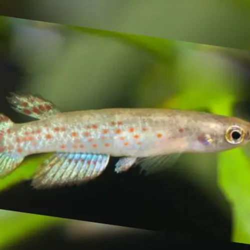 Rivulus Speciosus