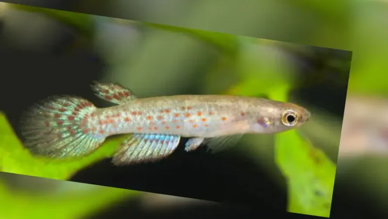 Rivulus Speciosus