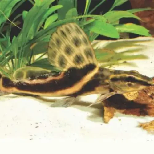 Sailfin Pim