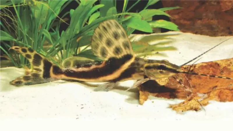 Sailfin Pim