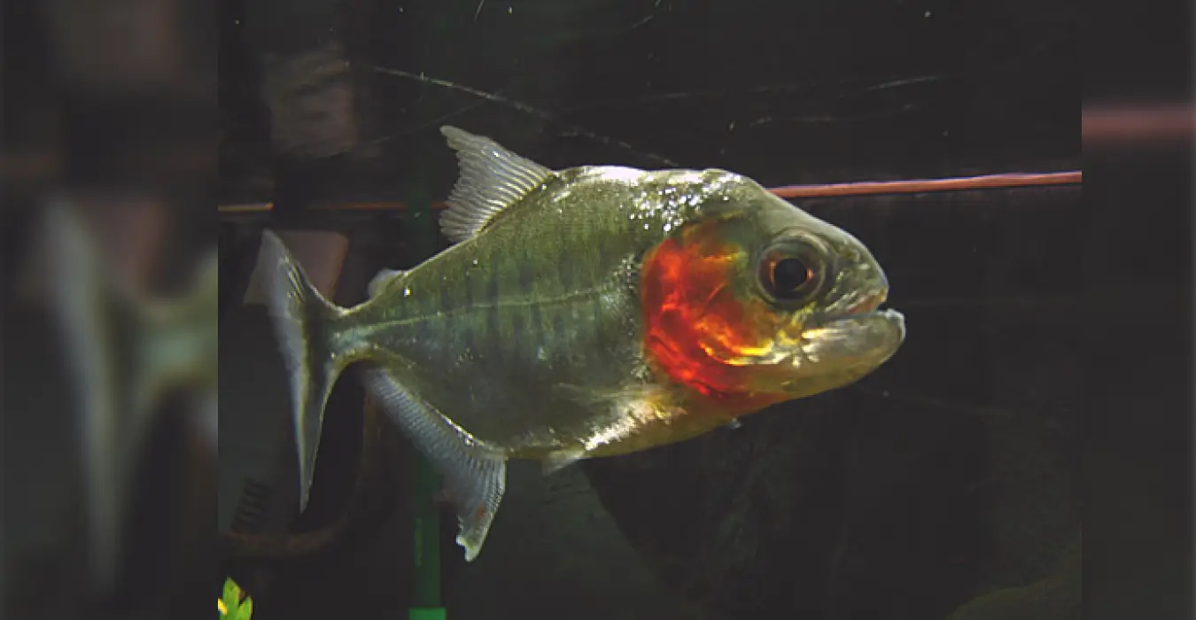 Metinnis Rousbelty