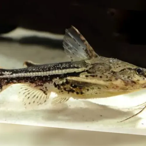 Spinosissimus