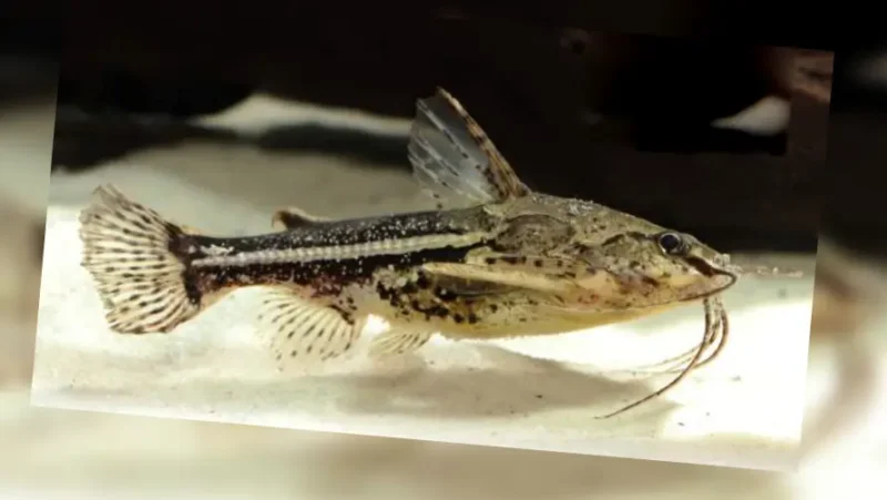 Spinosissimus