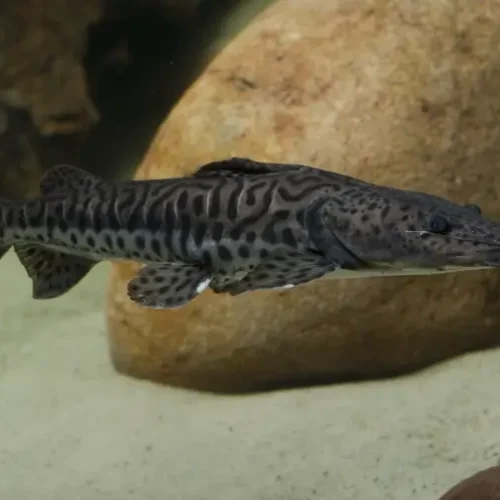 Spotted Tiger Shovelnose Catfish