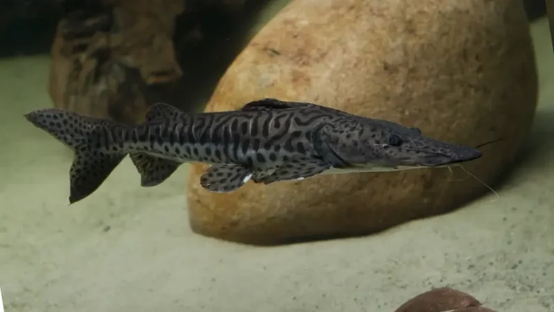 Spotted Tiger Shovelnose Catfish