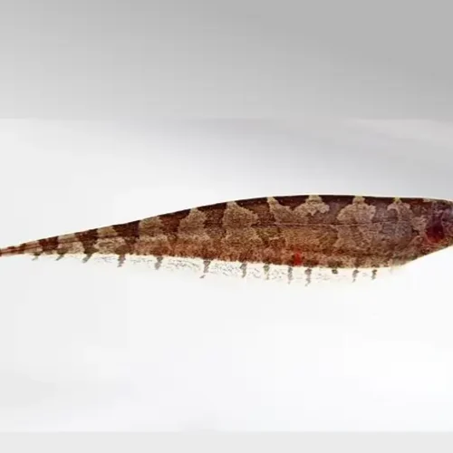 Barred Knifefish