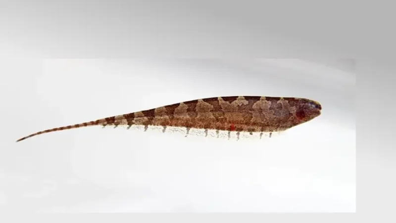 Barred Knifefish