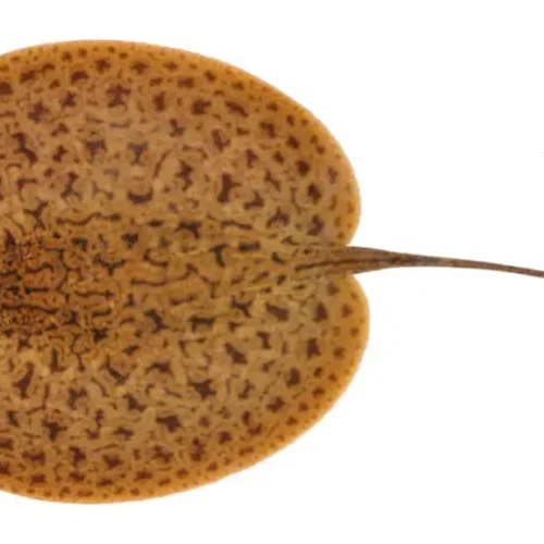 Stingray Ceja