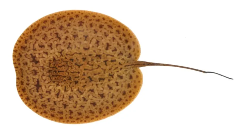 Stingray Ceja