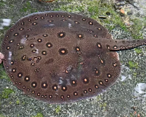 Stingray Motoro