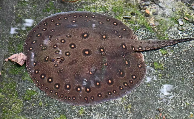 Stingray Motoro