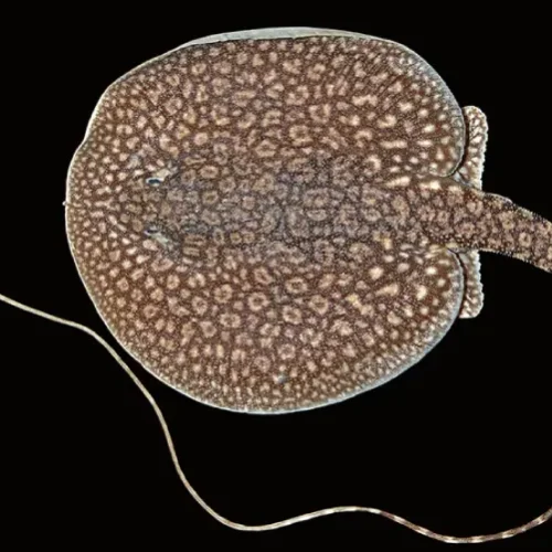 Stingray Antena Enana