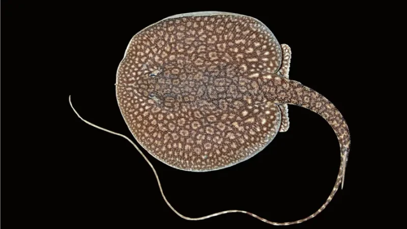 Stingray Antena Enana