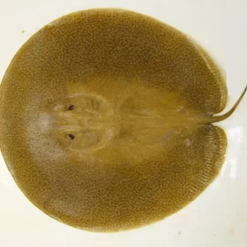 Stingray China