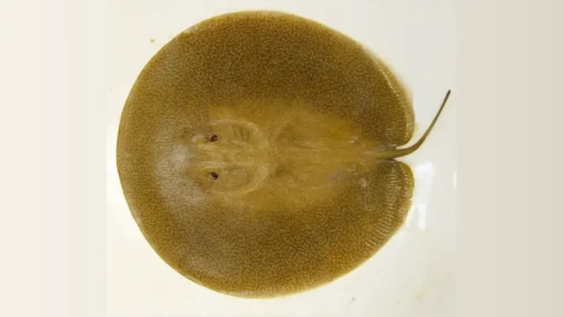 Stingray China