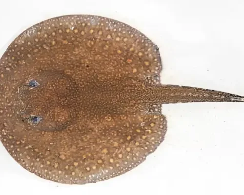 Stingray Constellata