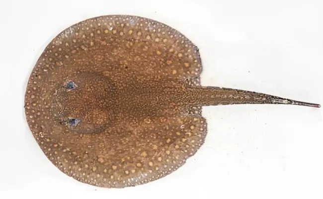 Stingray Constellata