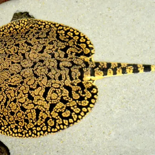 Stingray Tigre