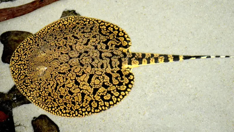 Stingray Tigre