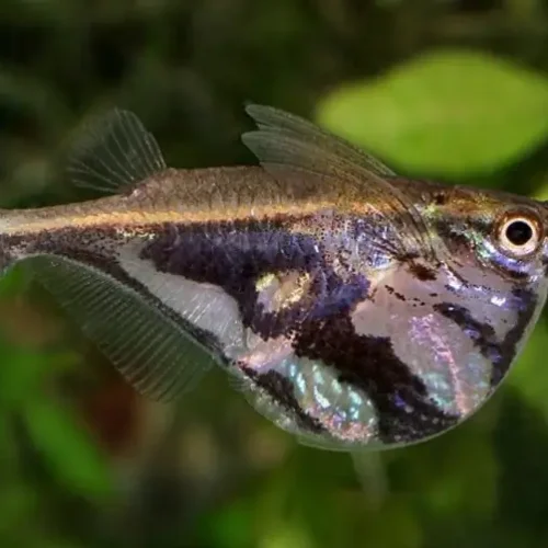 Marbled hatchetfish