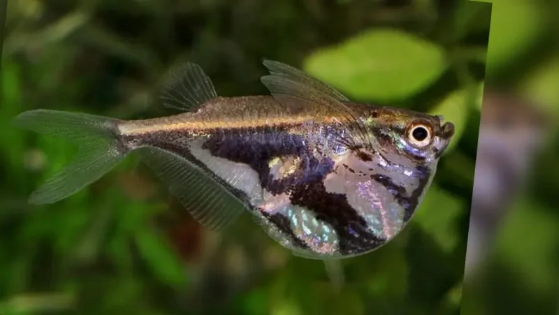 Marbled hatchetfish