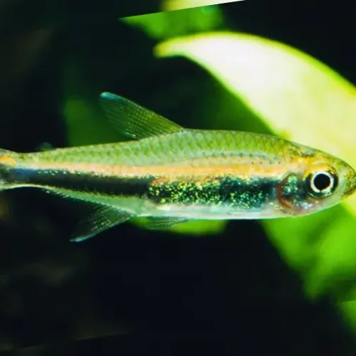 Loreto Tetra