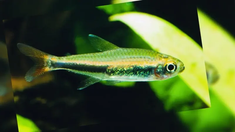 Loreto Tetra