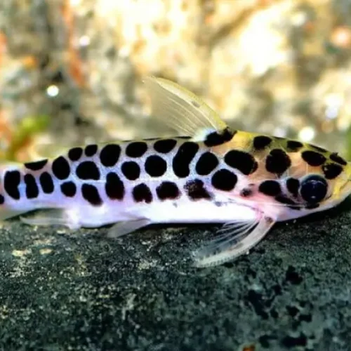 Tatia Catfish