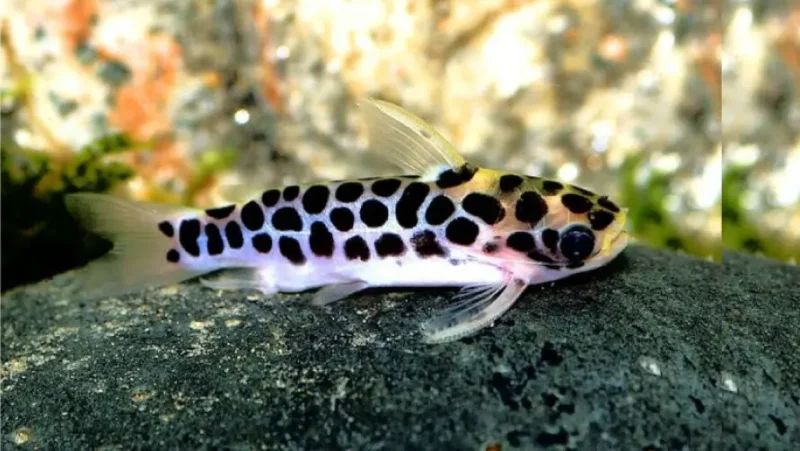 Tatia Catfish