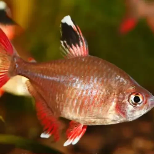 Tetra Roberty