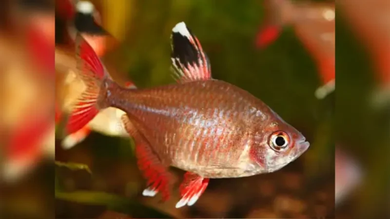 Tetra Roberty