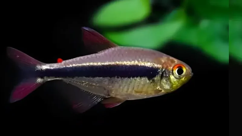 Tetra Imperial