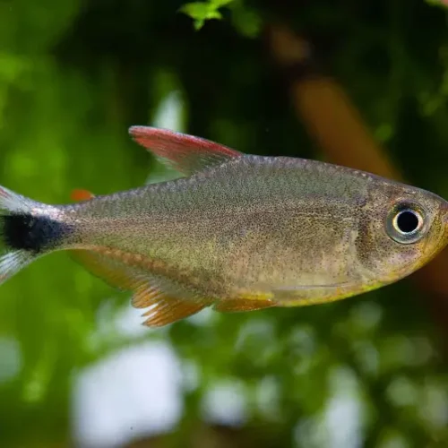 Tetra Junior