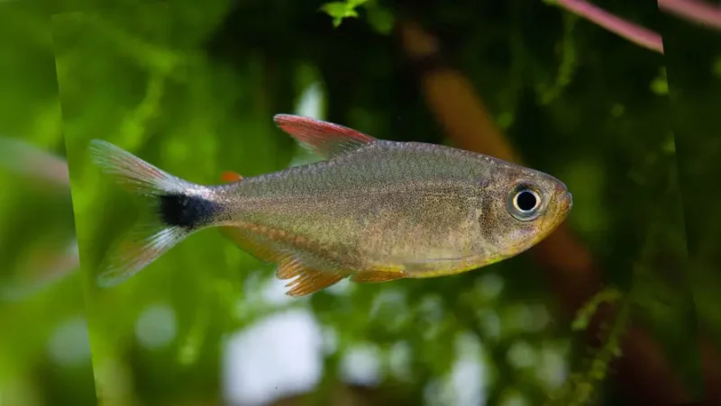 Tetra Junior