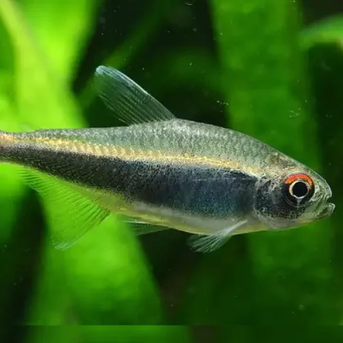 Peruvian Tetra