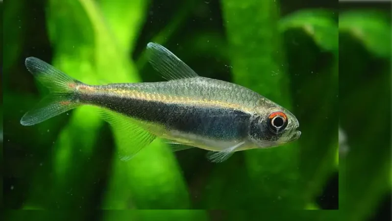 Peruvian Tetra