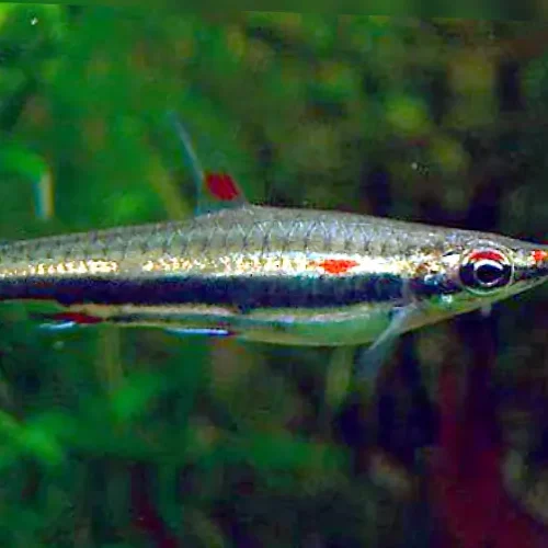 Threestripe pencilfish