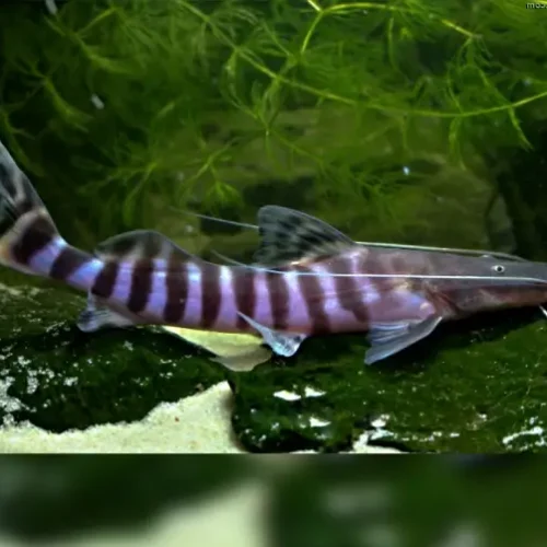 Tigrinus catfish