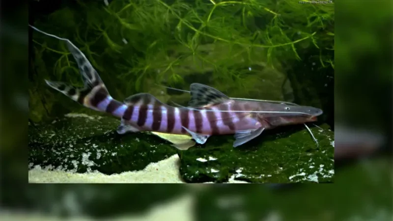 Tigrinus catfish