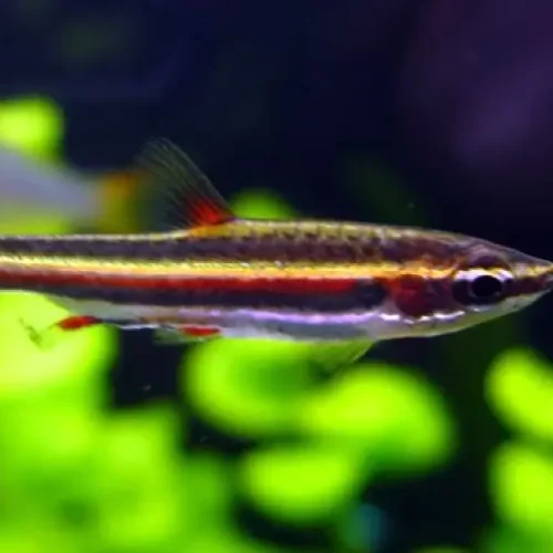 Trifasciatus Purpura