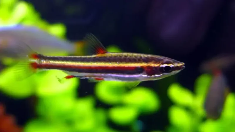 Trifasciatus Purpura
