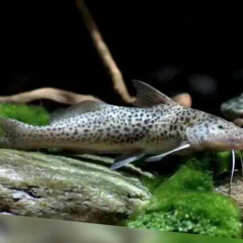 Volt cat fish