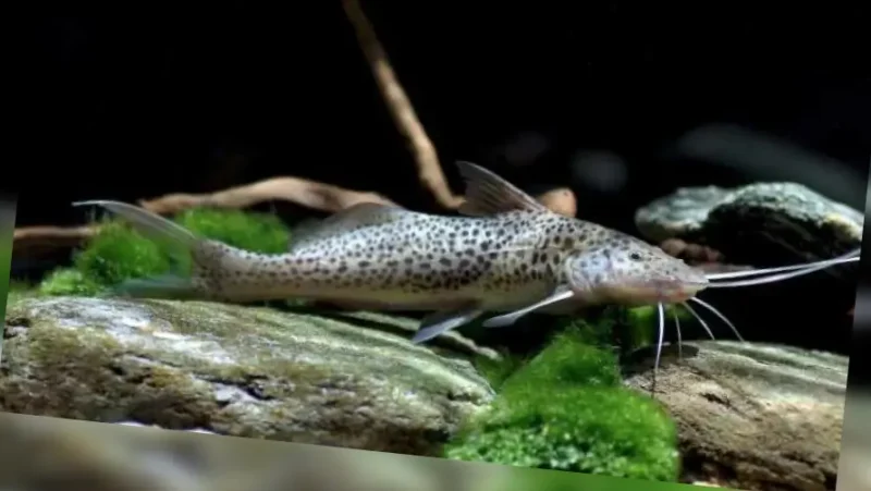 Volt cat fish